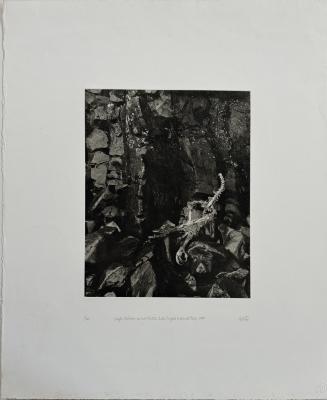 Eagle Skeleton on Wet Rocks, Isle Royale National Park, edition: 5/20